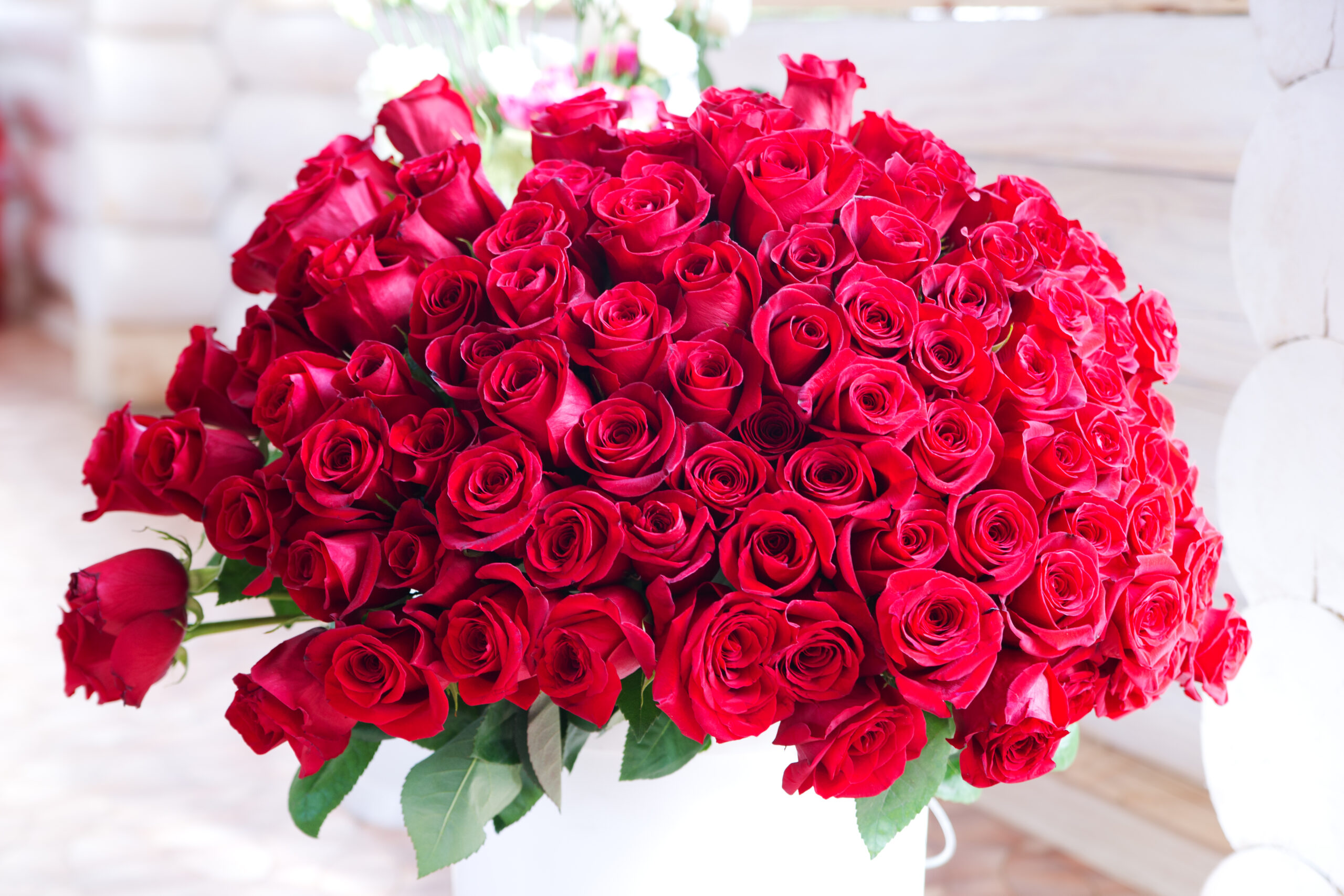 Bouquet of hundreds red roses
