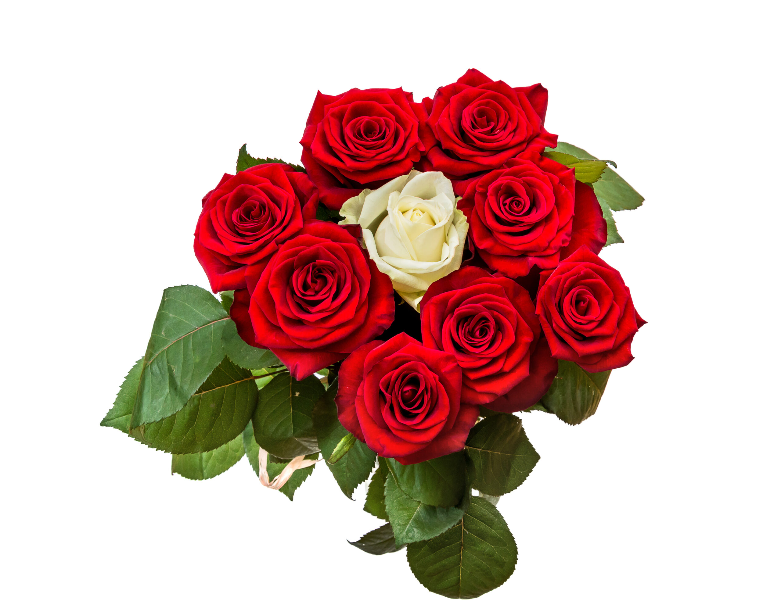 Bouquet of white and red roses. Isolated on white. Top view.